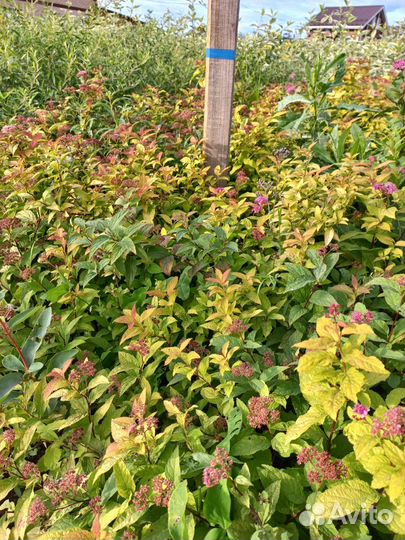 Саженцы декоративных растений