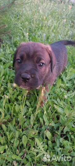 Щенки метис Кане-корсо бесплатно