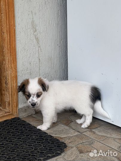 Щенки мальчики в добрые руки