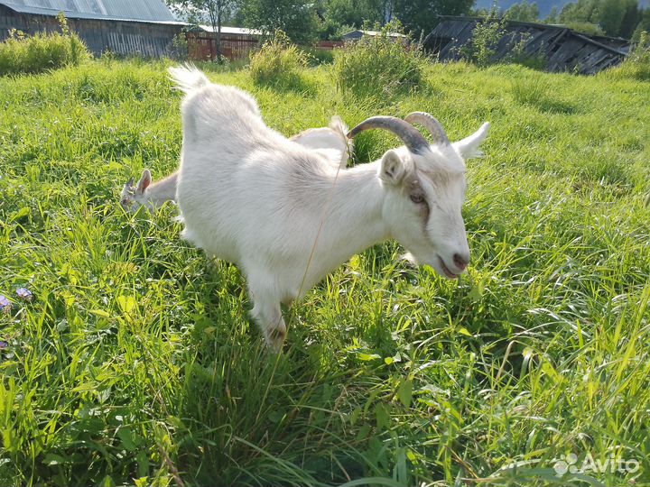 Коза русская и есть метис с альпийской дойные