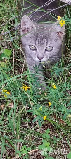 Кошка