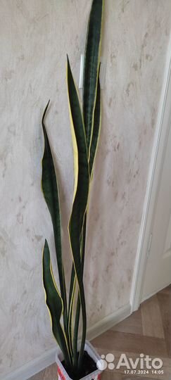 Комнатные растения цветы