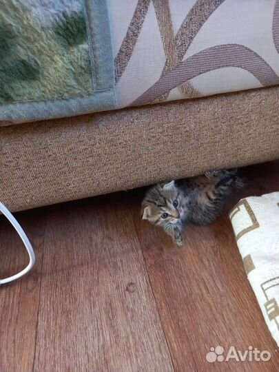 Шотландская вислоухая кошка