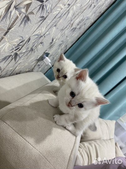 Шотландские котята