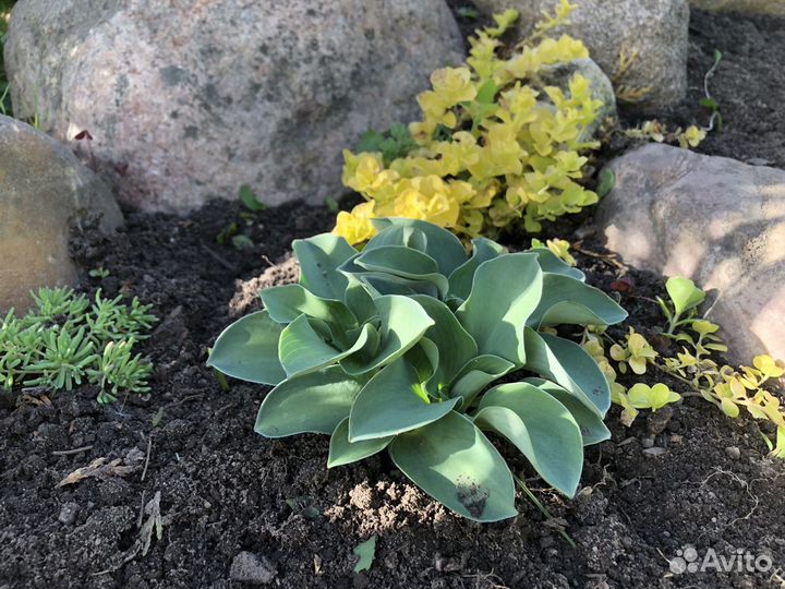 Саженцы хосты