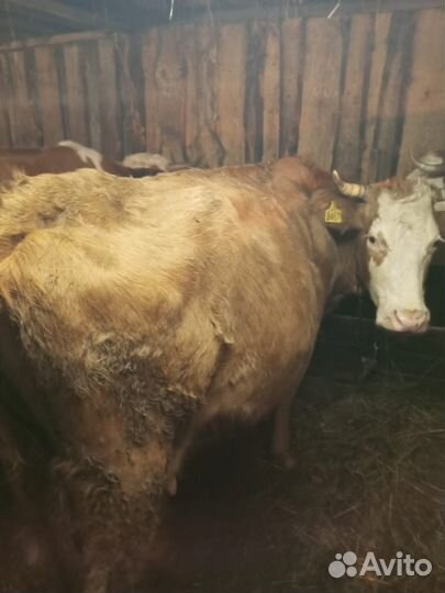 Корова стельная дойная