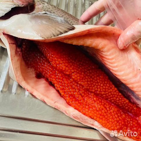 Форель свежая