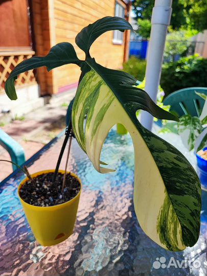 Филодендрон магическая маска вариегатная