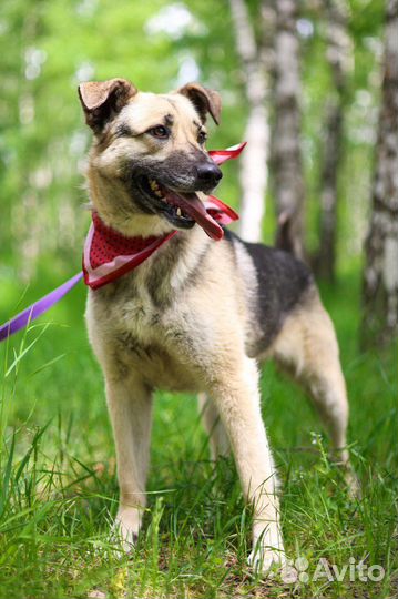 Собака Валя из приюта ищет дом