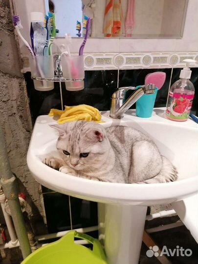 Кот шотландец вязка