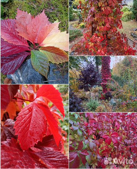 Виноград девичий, амурский