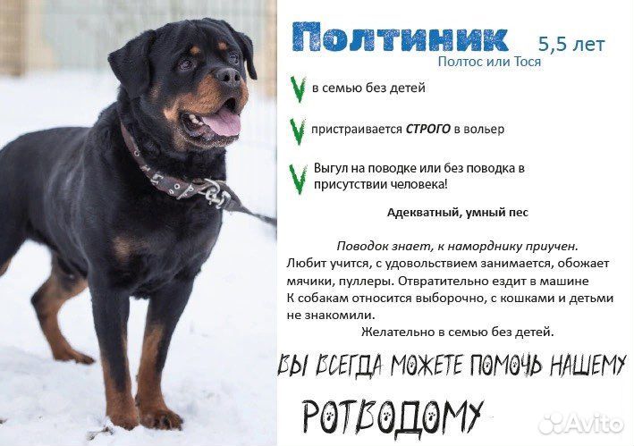 Отдам ротвейлера