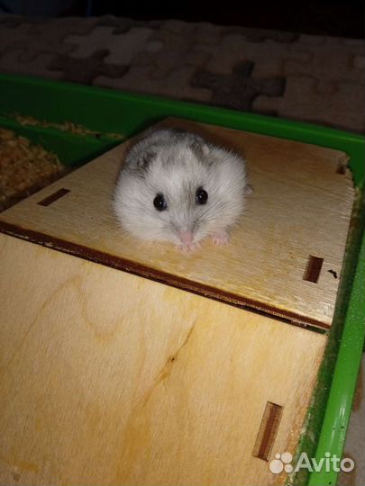 Джунгарский хомяк