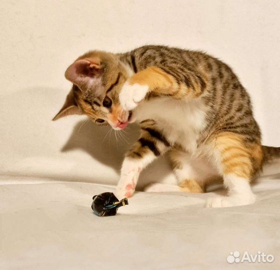 Котëнок. Триша. 3 месяца