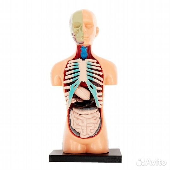 Научный опыт «Анатомия человека»