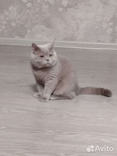 Британская