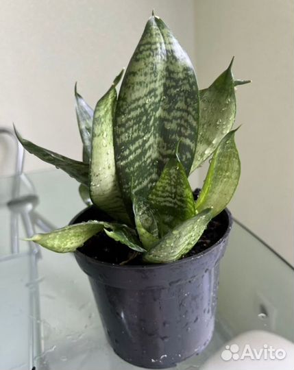 Сансевиерия