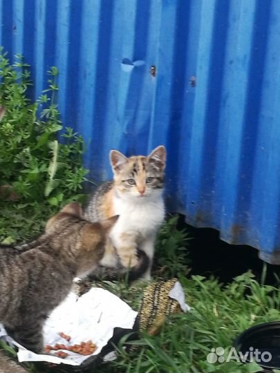 Котята ищут дом