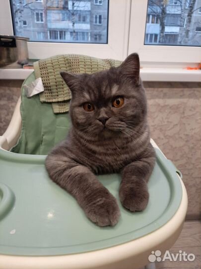 Шотландский прямоухий котик на вязку
