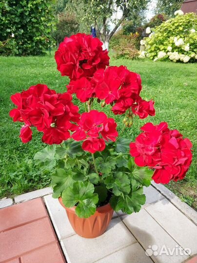 Пеларгония герань