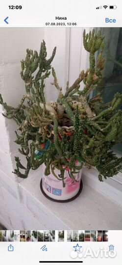 Комнатные цветы