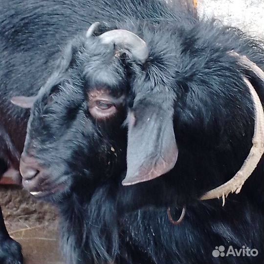 Жених для коз