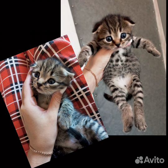 Шотландская вислоухая