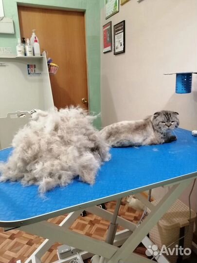 Шотландская вислоухая