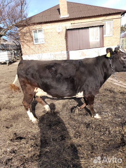 Корова дойная