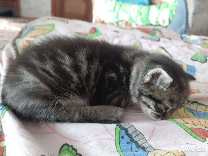 Котята