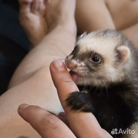 Хорьки, щенки хорька