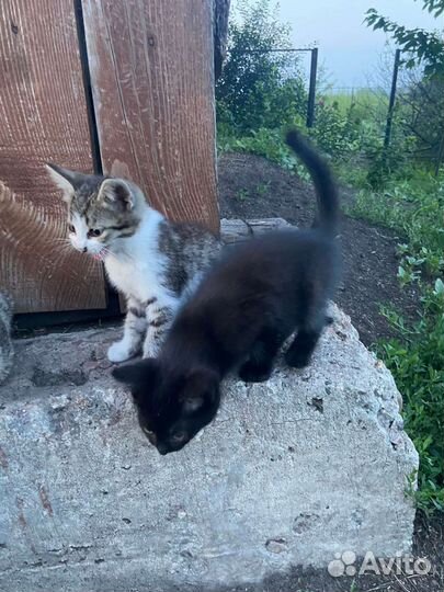 Продажа котят