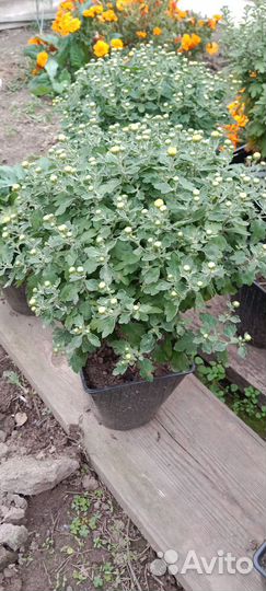 Хризантема мультифлора