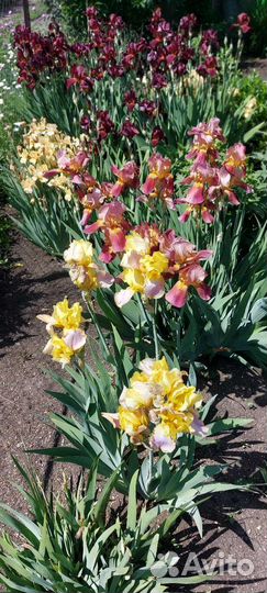 Ирисы бородатые сортовые