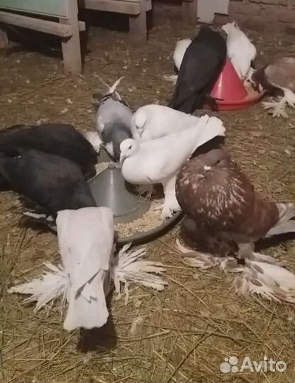 Голуби померанские дутыши