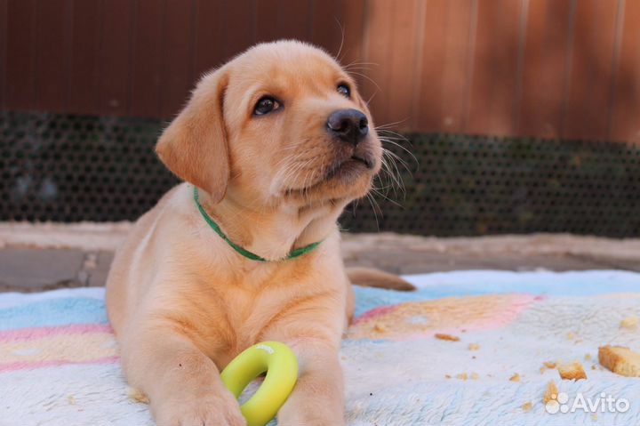 Щенки лабрадора с документами РКФ