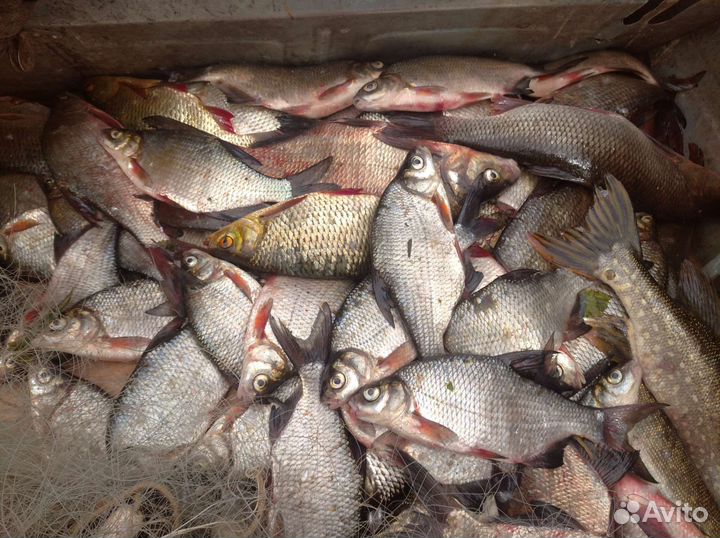 Рыба речная