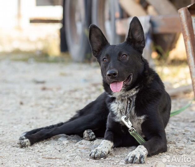 Найдена собака