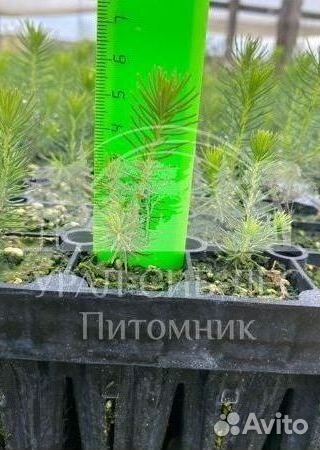 Зкс Сосна сеянцы Ели Лиственницы окс Голуб Горная