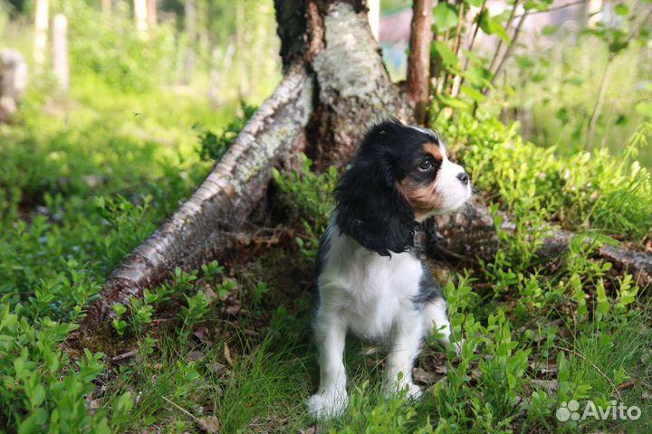 Кавалер кинг чарльз спаниель девочка