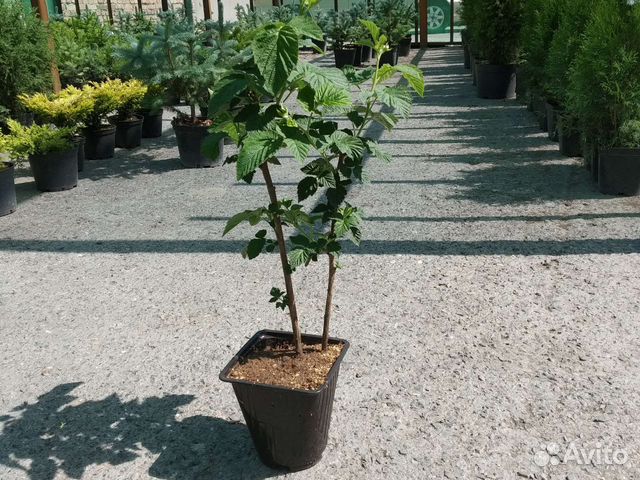 Саженцы малины купить в Новосибирске | Товары для дома и дачи | Авито