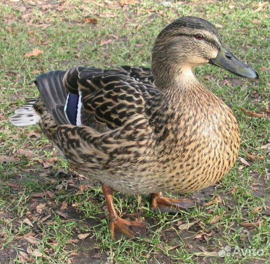 Подсадные уточки (крикуха)