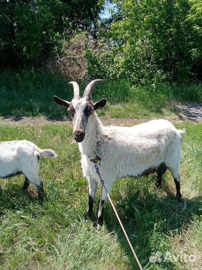 Коза и козёл