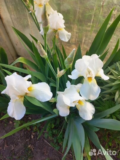 Ирис белый бородатый