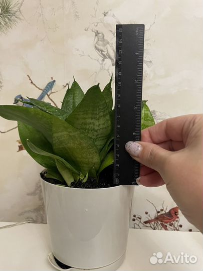 Сансевиерия