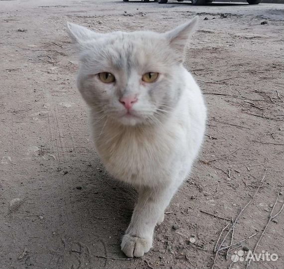 Два породных белых Он и Она на грани выживания