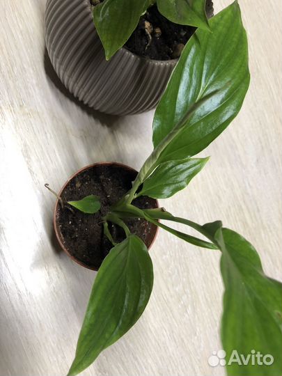 Спатифиллум мини