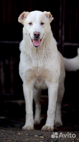 Ищет дом замечательная Собака Снежа