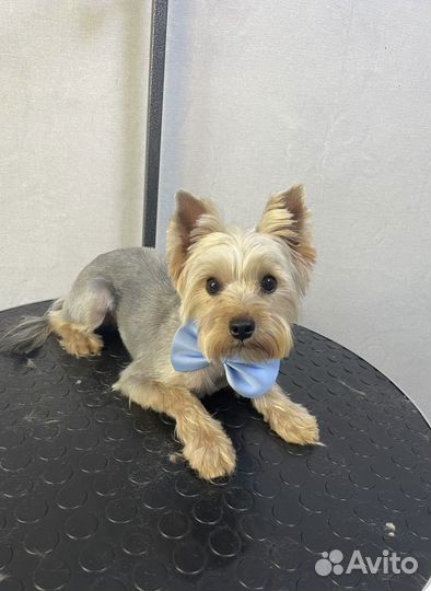 Йоркширский терьер