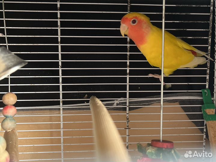 Попугай неразлучники